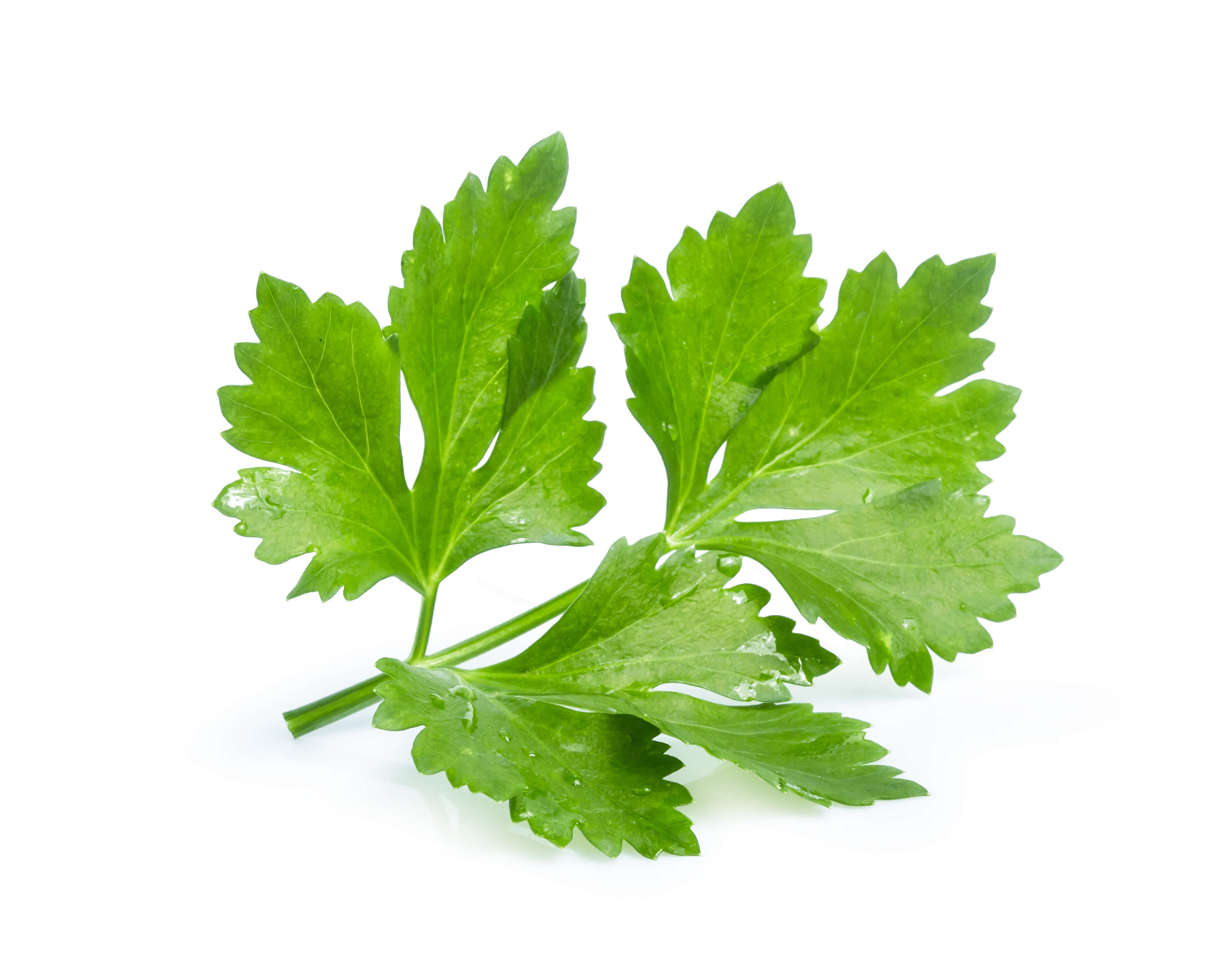 scentree-coriander-leaf-eo-cas-n-8008-52-4